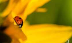 Alb-Bewohner Alb-Bewohner