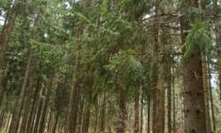 Wald und Ruhe Wald und Ruhe