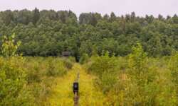 Wandern durch den Sumpf Wandern durch den Sumpf