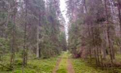 Einsame Waldwege Einsame Waldwege