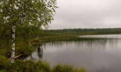 Der herrliche Moorsee Der herrliche Moorsee