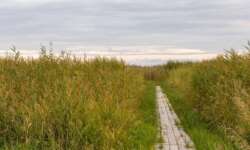 Der Steg am Ufer des Peipsi Der Steg am Ufer des Peipsi