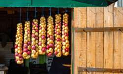 Zwiebelzöpfe an der Zwiebelstraße Zwiebelzöpfe an der Zwiebelstraße