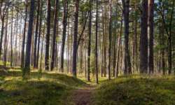 Kiefernwald Kiefernwald