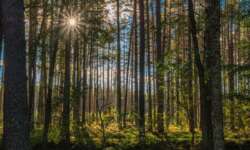 traumhafte Waldstimmung traumhafte Waldstimmung