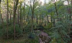 Flussblick Flussblick