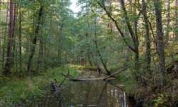 Der Kauksi Der Kauksi