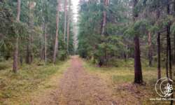 Wald-Idylle Wald-Idylle