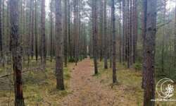 perfekter Wald zum Geocaching perfekter Wald zum Geocaching