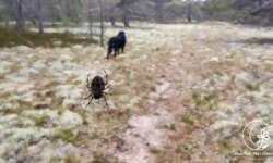 Vorsicht Spinnentier Vorsicht Spinnentier