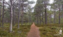 Kiefernwald Kiefernwald