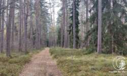 und noch mal Wald und noch mal Wald