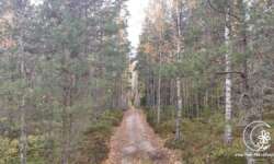 ab durch den Wald ab durch den Wald