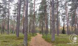 Sanddünen-Kiefernwald Sanddünen-Kiefernwald