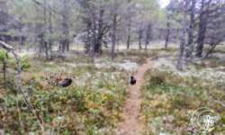 Heidekraut und Kiefernwald Heidekraut und Kiefernwald