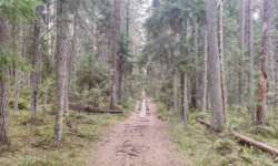 Start des Steges Start des Steges