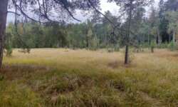 Erster Blick aufs Moor Erster Blick aufs Moor