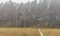 Hinauf auf die Düne Hinauf auf die Düne