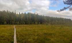 Durchs Moor Durchs Moor