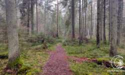 schöner Waldweg schöner Waldweg