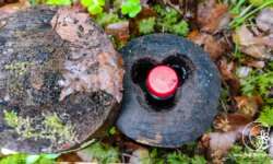 schön gestaltete Geocaches schön gestaltete Geocaches