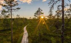 Im Valgesoo Moor Im Valgesoo Moor