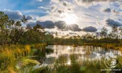 Sonne im Saremoo Moor Sonne im Saremoo Moor