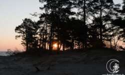 Sonne im Wald Sonne im Wald