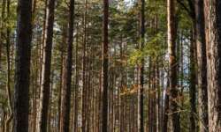 beeindruckender Wald beeindruckender Wald