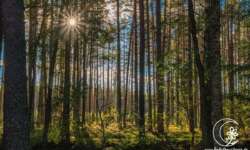 Sonnenaufgang im Alutaguse Nationalpark Sonnenaufgang im Alutaguse Nationalpark