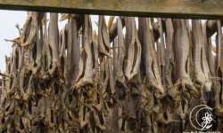 Stockfisch . Spezialität von den Lofoten Stockfisch . Spezialität von den Lofoten