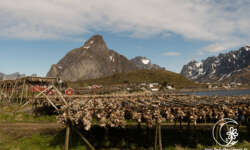 Die Lofoten-Kathedralen Die Lofoten-Kathedralen