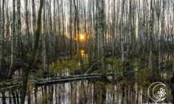 Sonnenaufgang im Moor Sonnenaufgang im Moor