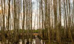 Birken-Moor-Idyll Birken-Moor-Idyll