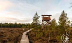 Aussichtsturm im Mūša Tyrel Moor Aussichtsturm im Mūša Tyrel Moor