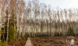 Der Bohlenweg im Mūša Tyrel Moor Der Bohlenweg im Mūša Tyrel Moor