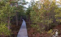 In den Wald In den Wald