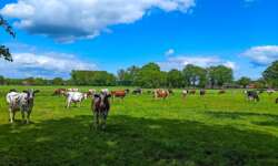 Ein Traum für Kühe Ein Traum für Kühe