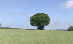 Ein Baum im Münsterland Ein Baum im Münsterland