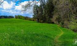 Wiesenpfad Wiesenpfad