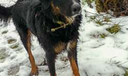 Schneehund am See Schneehund am See