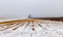 Die Felder rund um den See Die Felder rund um den See