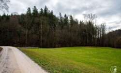 Der Weg in den Wald Der Weg in den Wald