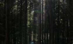 Waldstimmung im Bärentobel Waldstimmung im Bärentobel
