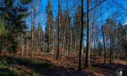Winterwald Winterwald