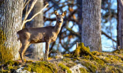 abendlicher Besucher abendlicher Besucher