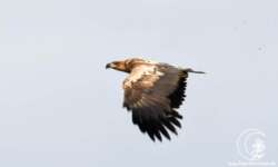 Der Adler - König der Vesteralen Der Adler - König der Vesteralen