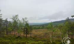 Blick ins Grün Blick ins Grün