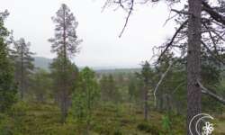 kleine Bäume, Seen, Grün kleine Bäume, Seen, Grün