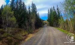 Forststraße am See entlang Forststraße am See entlang